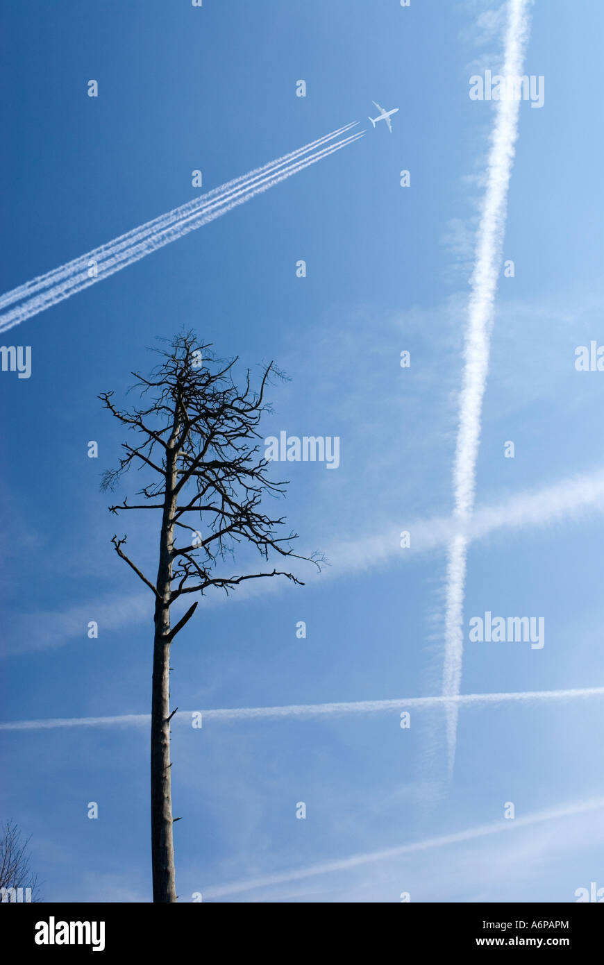 dead pine tree some condensation trails and a passenger jet high in the sky Stock Photo