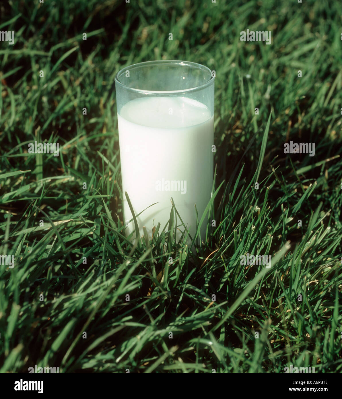 A glass of milk standing in grass pasture Stock Photo