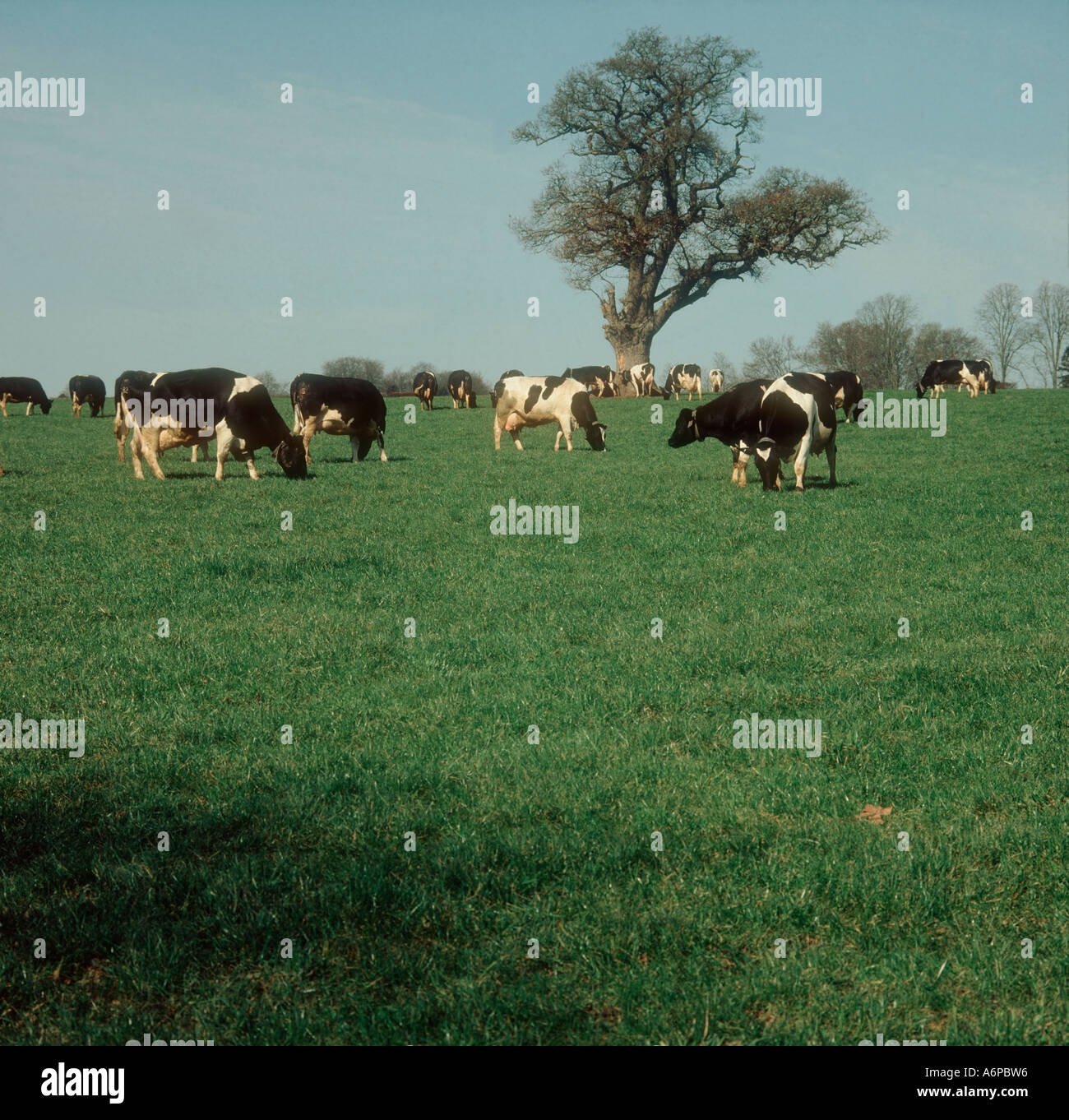 Holstein Friesian dairy herd on new grass pasture in spring Stock Photo ...