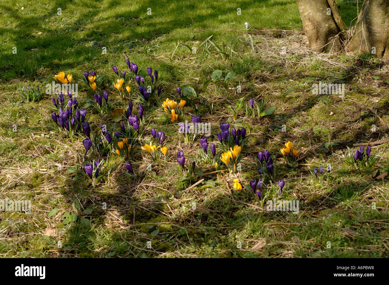 Garden crocus purple and yellow varieties in flower under a tree Stock Photo
