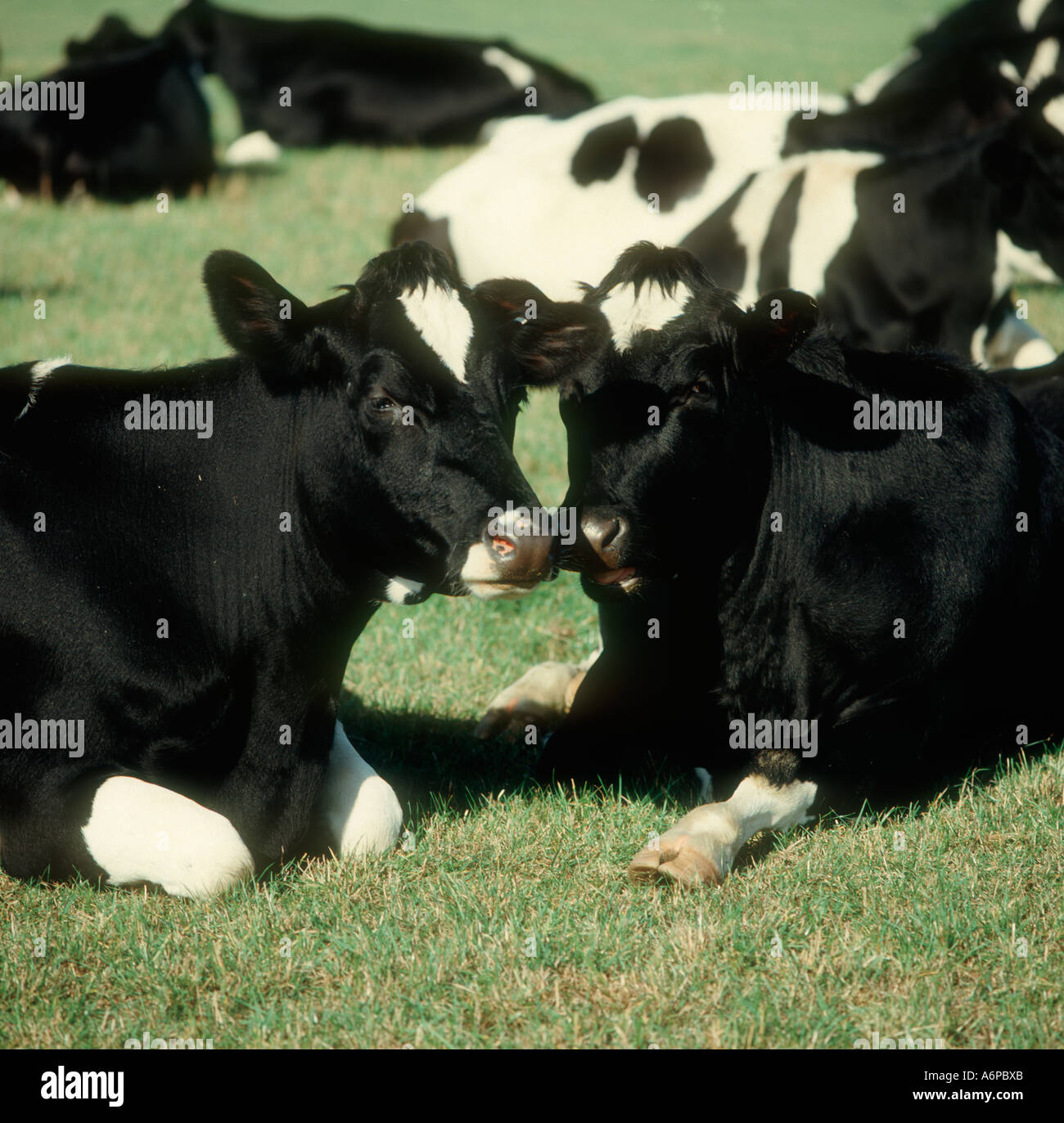 Two Hostein Friesian dairy cows lying down on a summer pasture Stock Photo