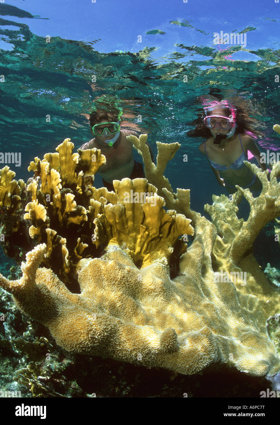 Male and female snorkeler above Elkhorn coral Acropora palmata New Providence Bahamas Stock Photo