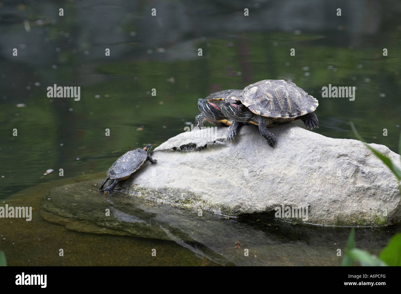 Turtles in Hong Kong Park Stock Photo Alamy