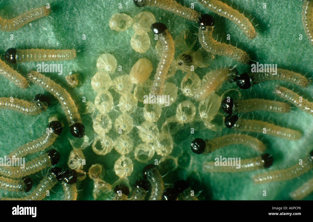 Worm Eggs Hatching