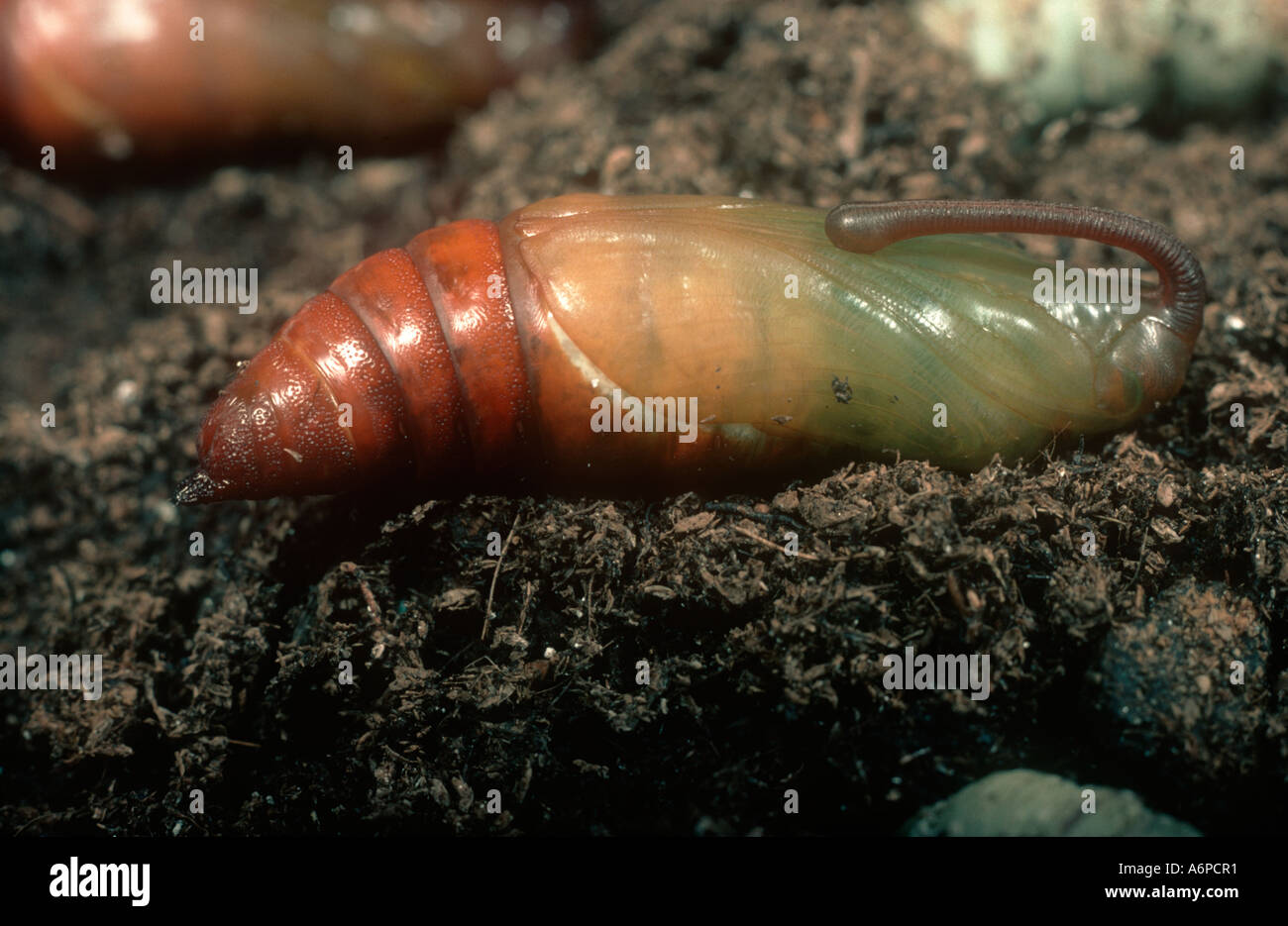 Tobacco hornworm Manduca sexta pupa on soil Stock Photo