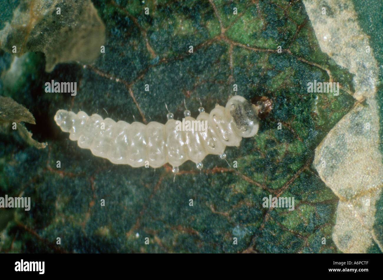 Apple leafminer (Leucoptera malifoliella) larvae exposed from feeding in an apple leaf mine Stock Photo
