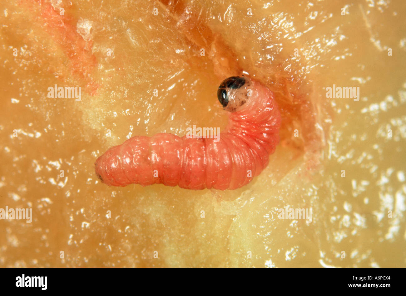 Red plum maggot Grapholita funebrana caterpillar in damaged plum fruit Stock Photo