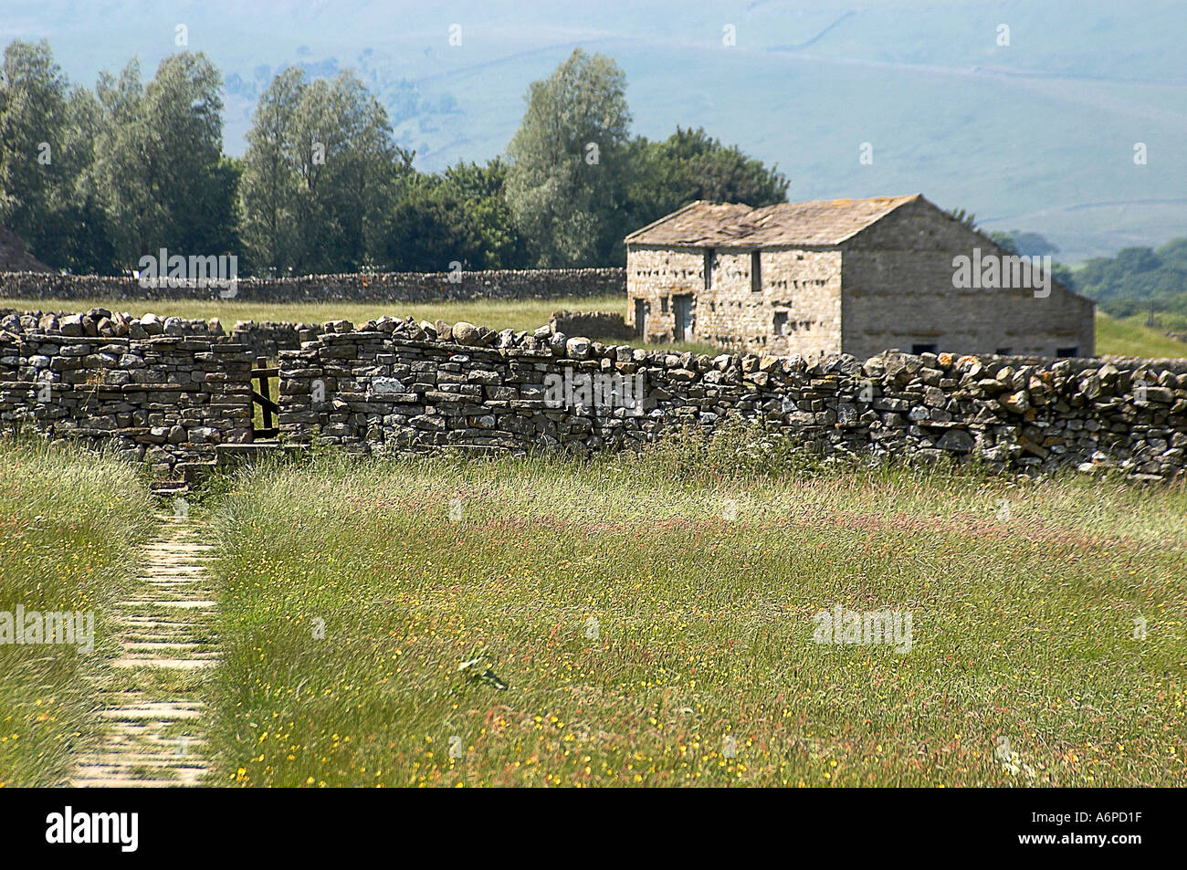 Footpath through the wild flower meadows near Hawes Yorkshire Dales Stock Photo
