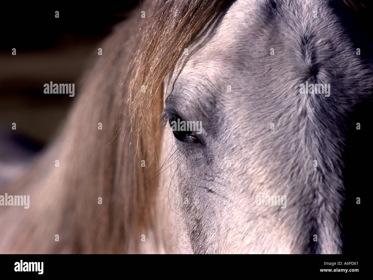 horse's face including one eye Stock Photo Alamy