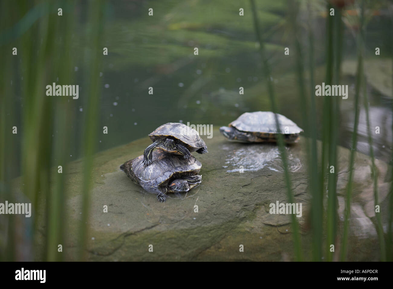 Turtles in Hong Kong Park Stock Photo Alamy