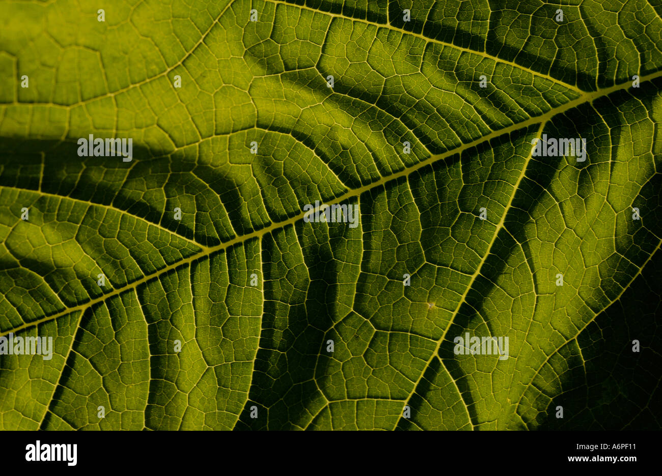 plant leaf structure backlit Stock Photo