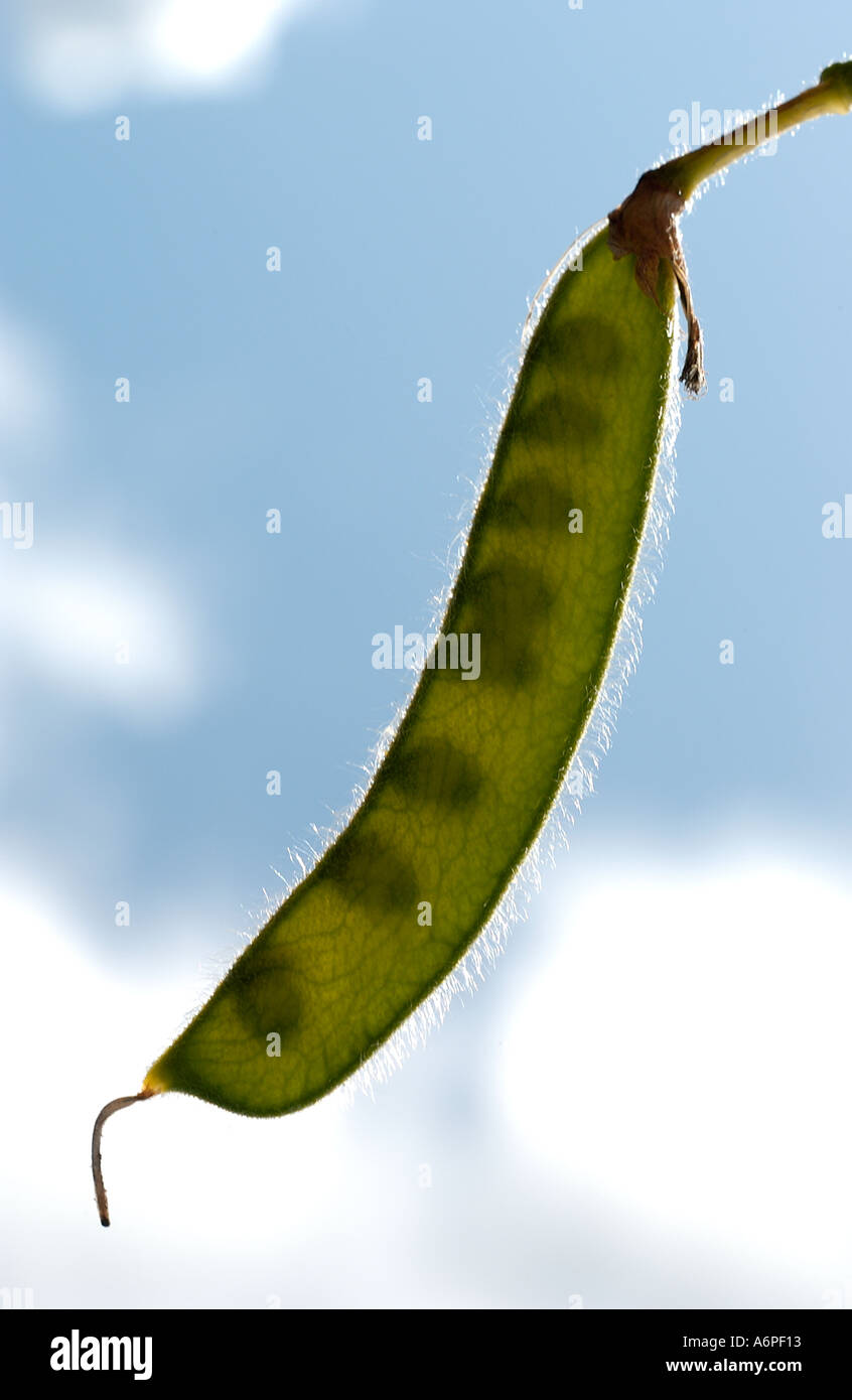 Sweet pea plant pod with seeds Stock Photo