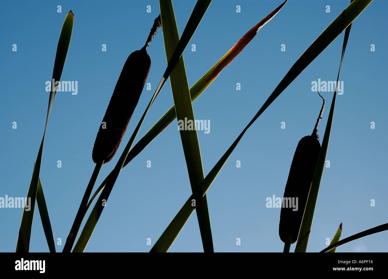 Tall marsh plant Bullrush England UK Stock Photo  Alamy