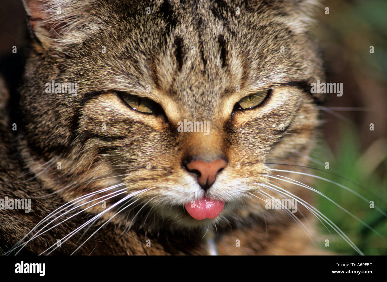 cheeky tabby cat sat in garden with his tongue stuck out Stock Photo