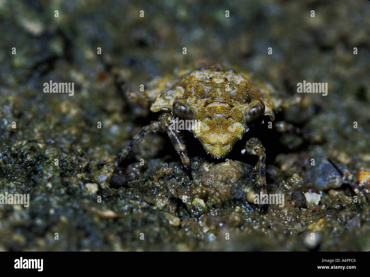 INVERTEBRATE BUG Toad Stock Photo - Alamy