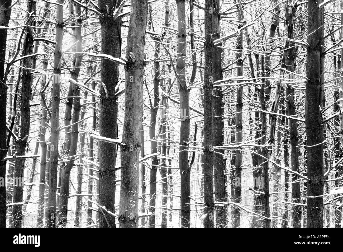 Pine trees form a graphic pattern of vertical lines as they are covered with snow in an eastern forest  Stock Photo