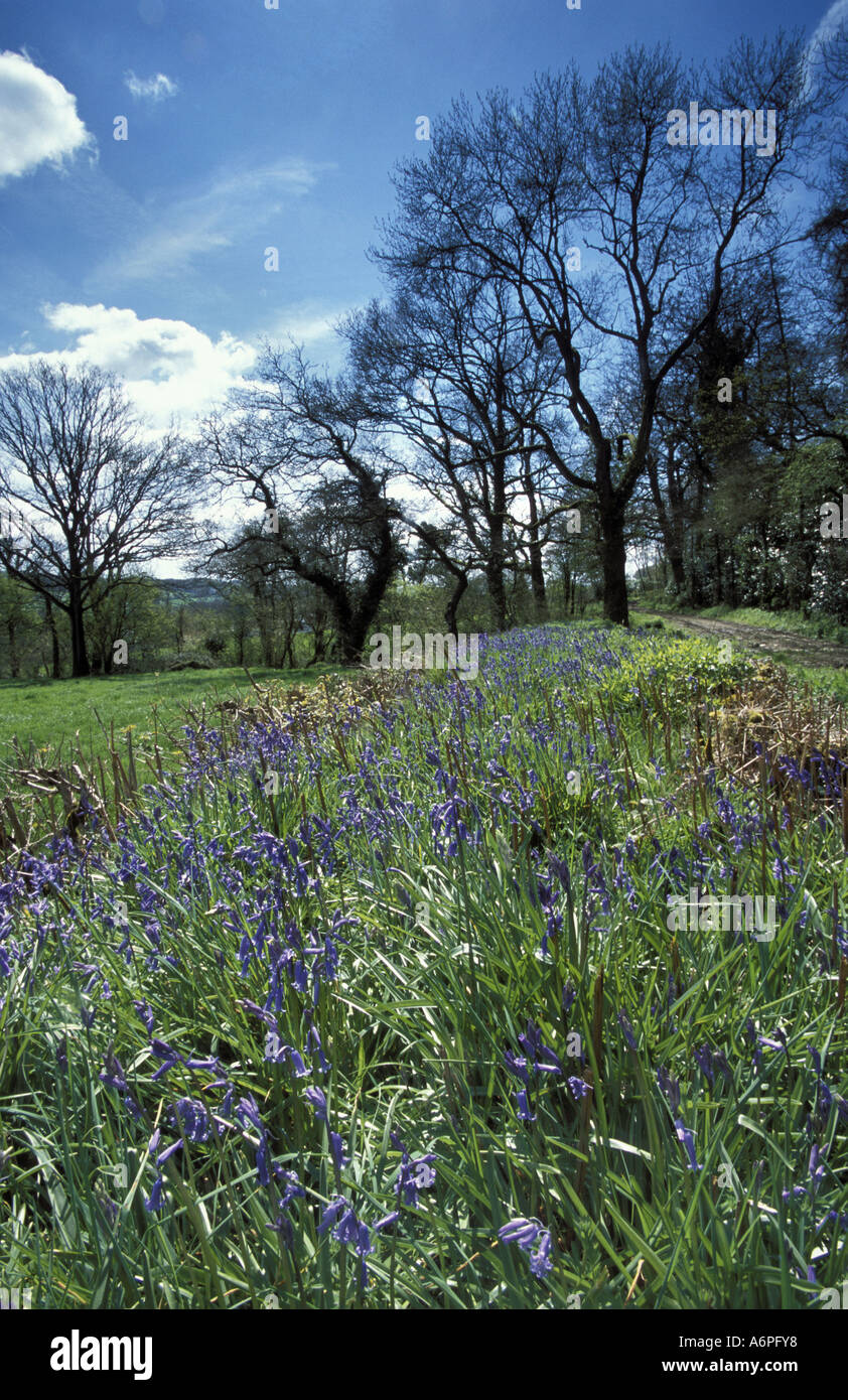 Bluebells in hedgerow near Marsh in the Blackdown Hills . East Devon England Stock Photo