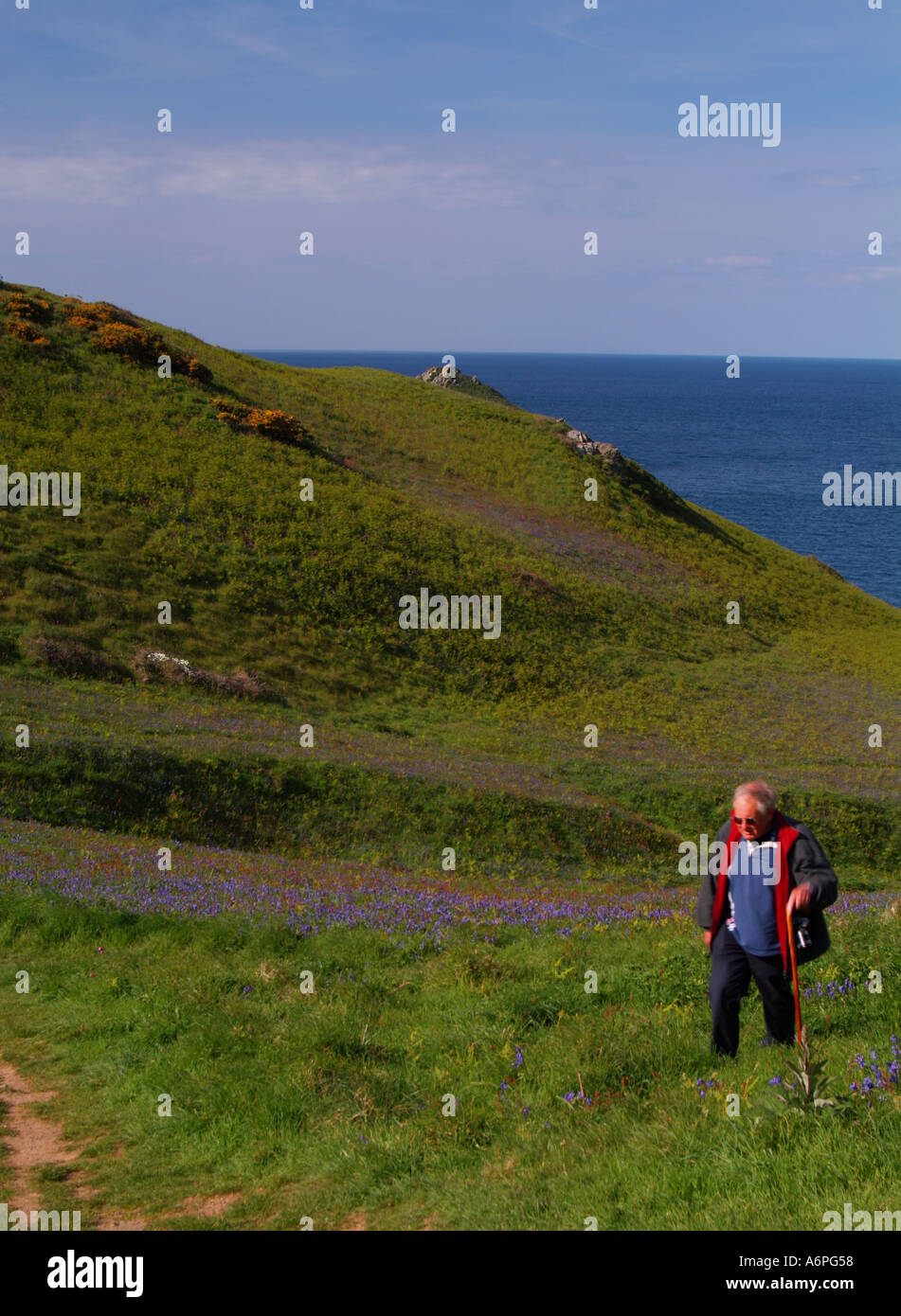 Man walking the bluebell covered coastal path at Pentire point North ...