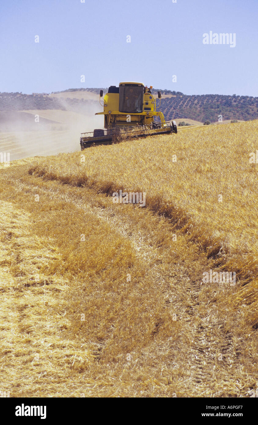 combine harvester in wheat field Andalusia Spain Stock Photo