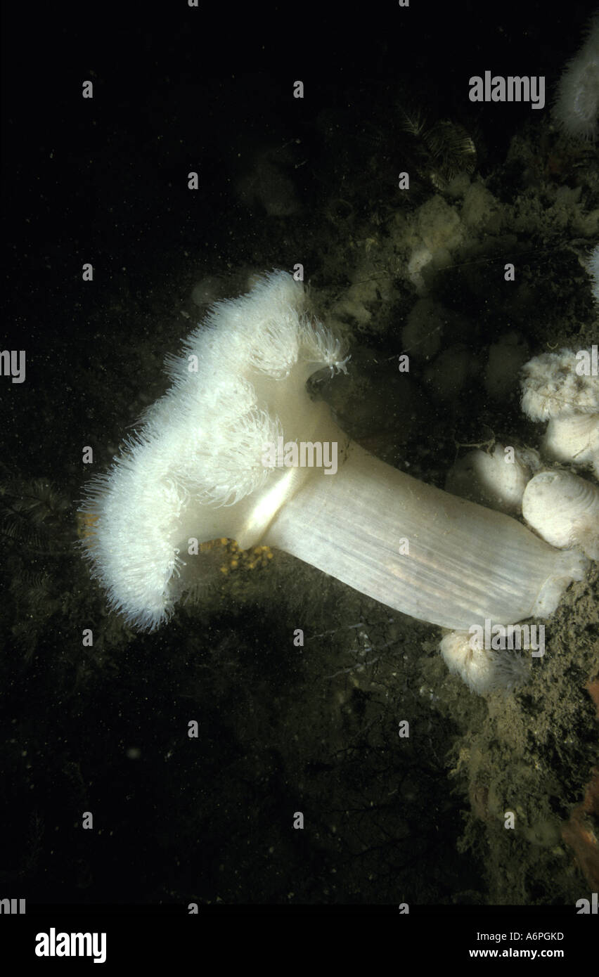 Plumose Anemone Metridium senile off the south Devon Coast of England Stock Photo