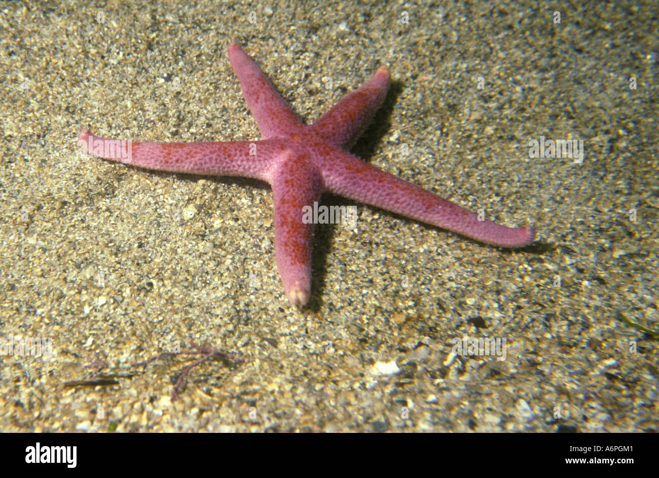 Bloody Henry Starfish on sandy seabed off the south coast of Devon England Stock Photo