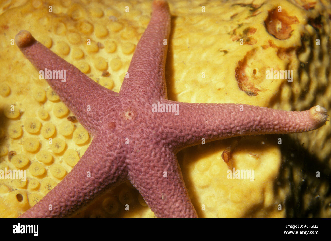 Bloody Henry starfish on yellow sponge off the south Devon Coast of Engalnd Stock Photo