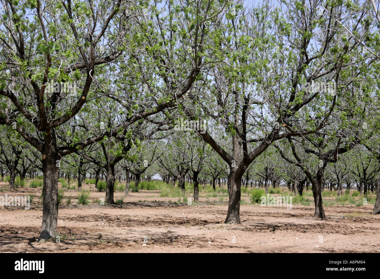 Pecan tree catkins hires stock photography and images Alamy