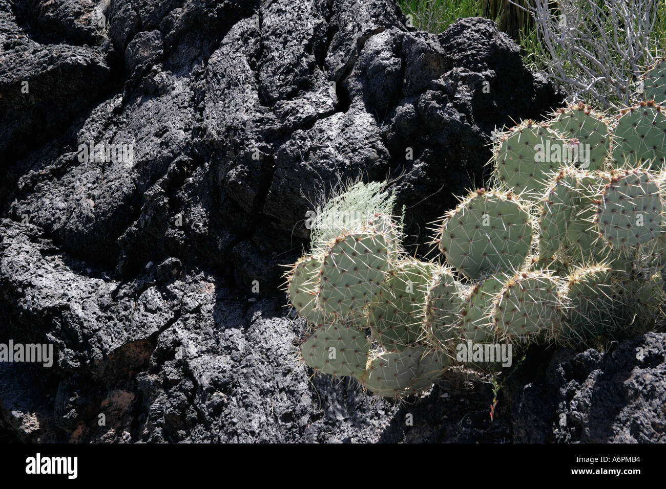Chenille Prickley Pear,El Malpais lava flow. central New Mexico, USA Stock Photo