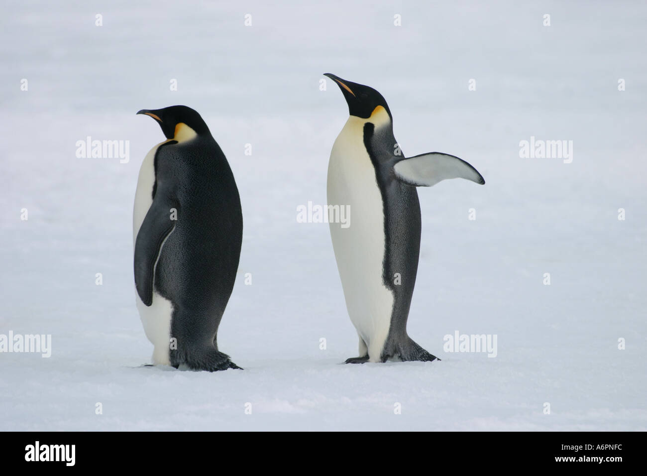 Emperor Penguins, Atka Bay, Weddell Sea, Antarctica Stock Photo - Alamy