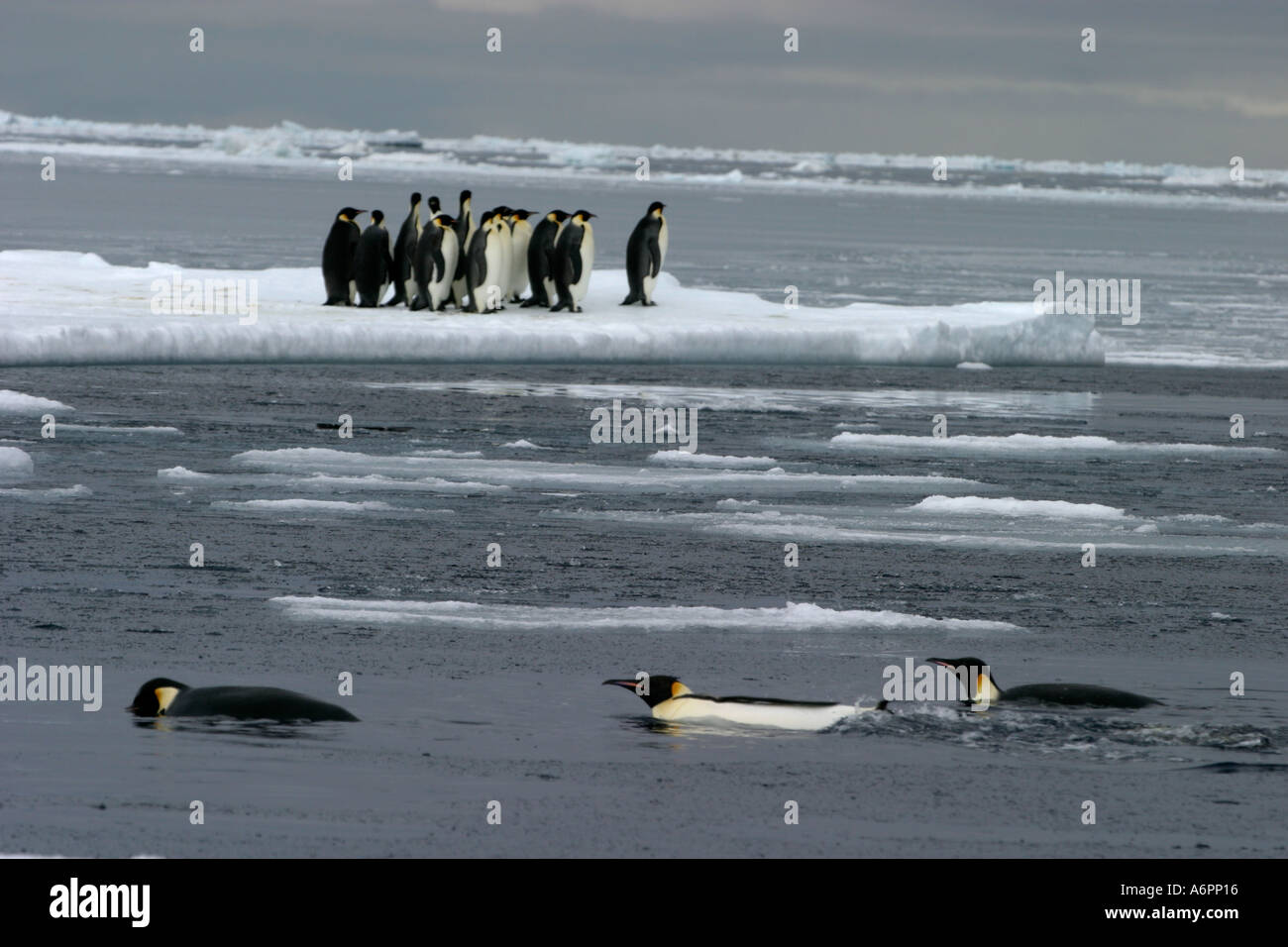 Emperor Penguins, Atka Bay, Weddell Sea, Antarctica Stock Photo - Alamy
