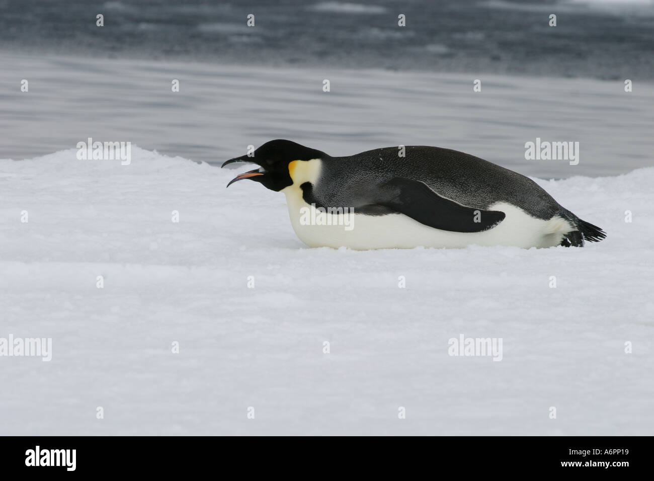 Emperor Penguin eating snow Atka Bay, Weddell Sea, Antarctica Stock
