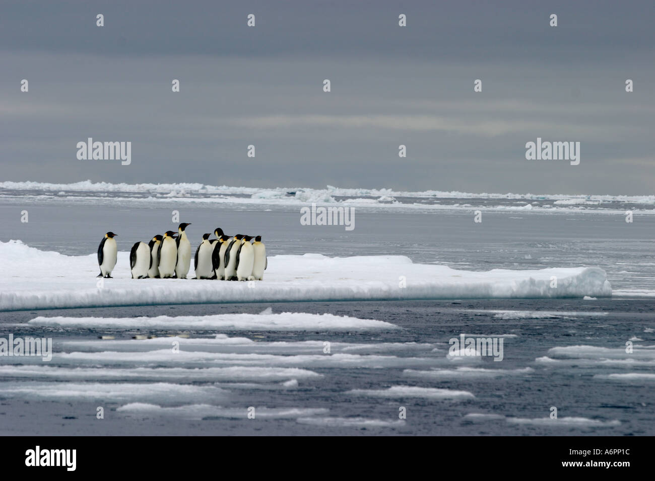 Emperor Penguins, Atka Bay, Weddell Sea, Antarctica Stock Photo - Alamy