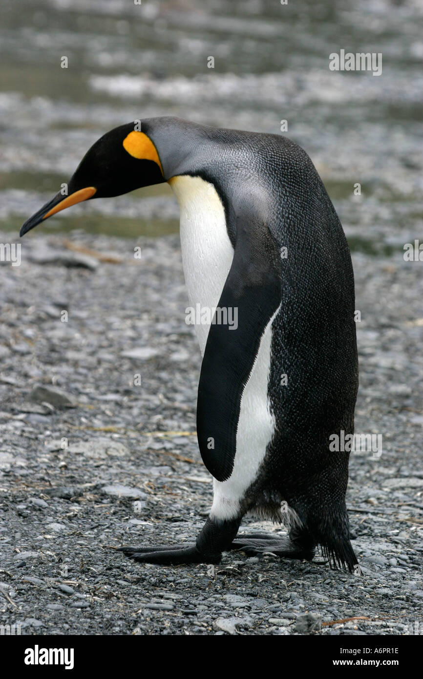 King Penguin, South Georgia island, Southern Atlantic Ocean Stock Photo