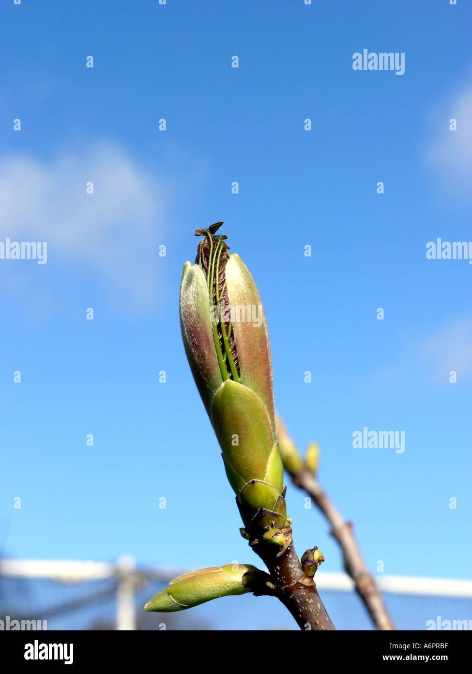 New Growth Stock Photo