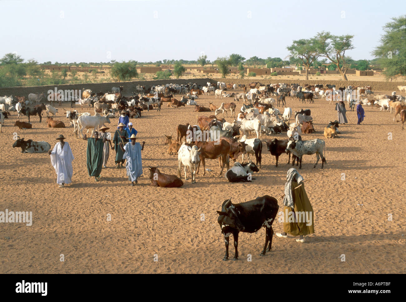 Traders and animals at the weekly cattle market. Douentza, Mali Stock Photo