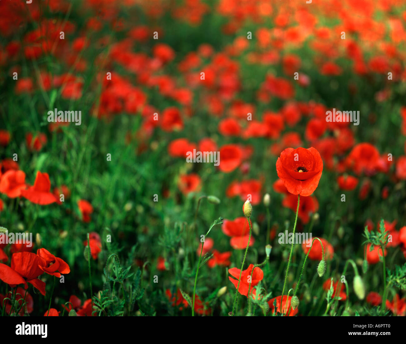 Poppies of france hi-res stock photography and images - Alamy