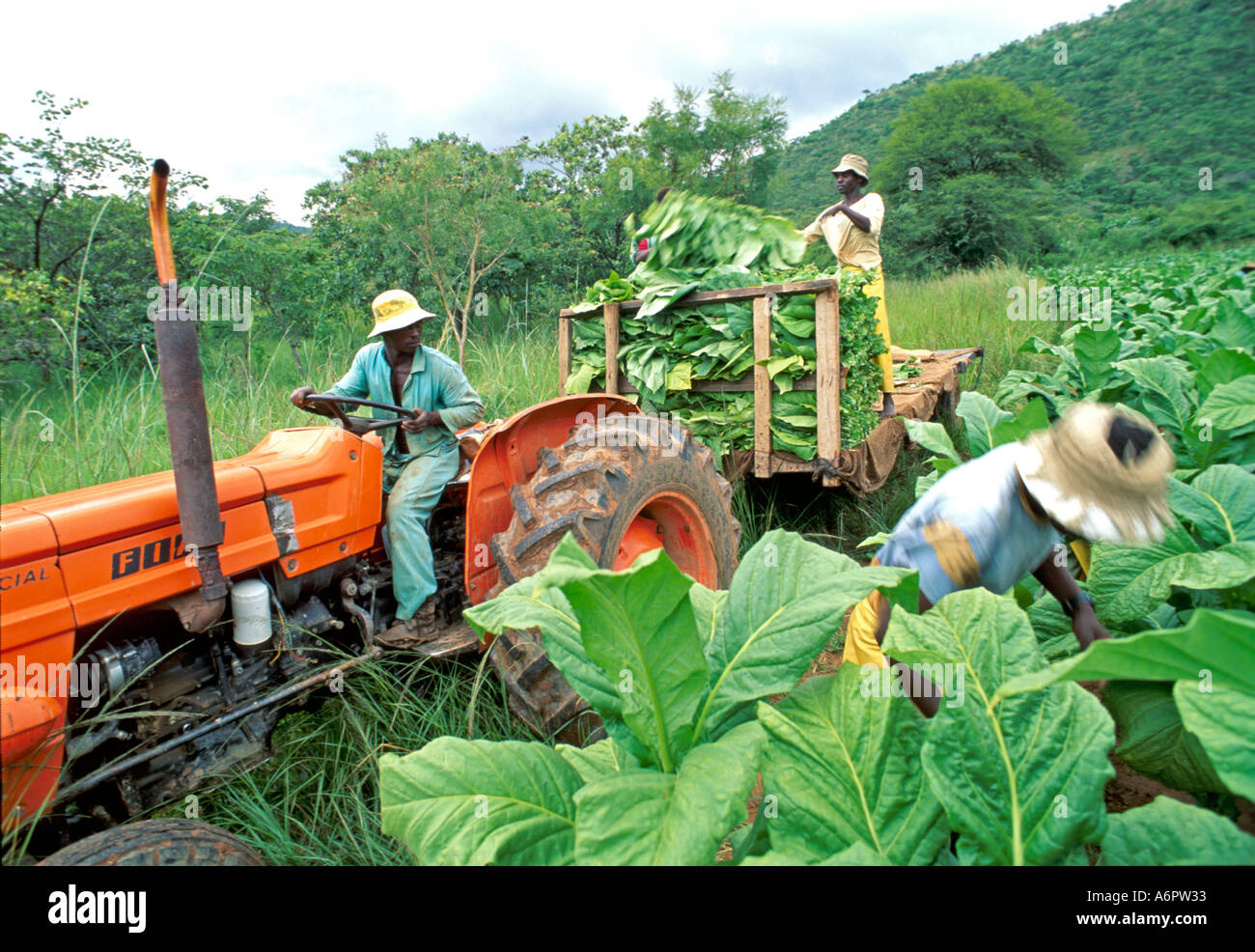Farm labourers harvesting tobacco on an estate in Zimbabwe Stock Photo