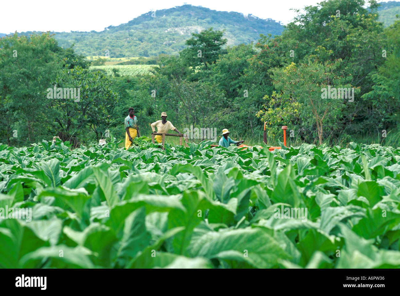 Farm lanbourers harvesting tobacco on an estate in Zimbabwe Stock Photo