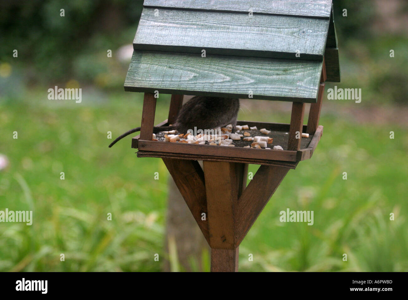 Rat on bird table hires stock photography and images Alamy