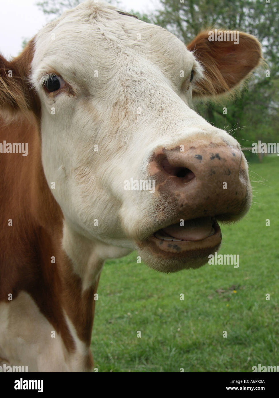 Cow Talking Stock Photo