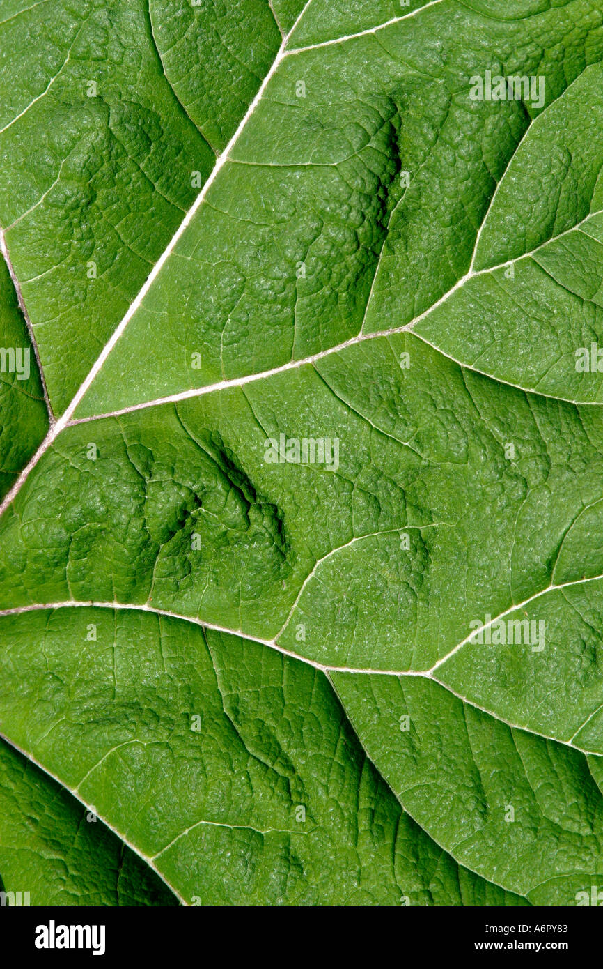 Leaf green chlorophyll plant hi-res stock photography and images - Alamy