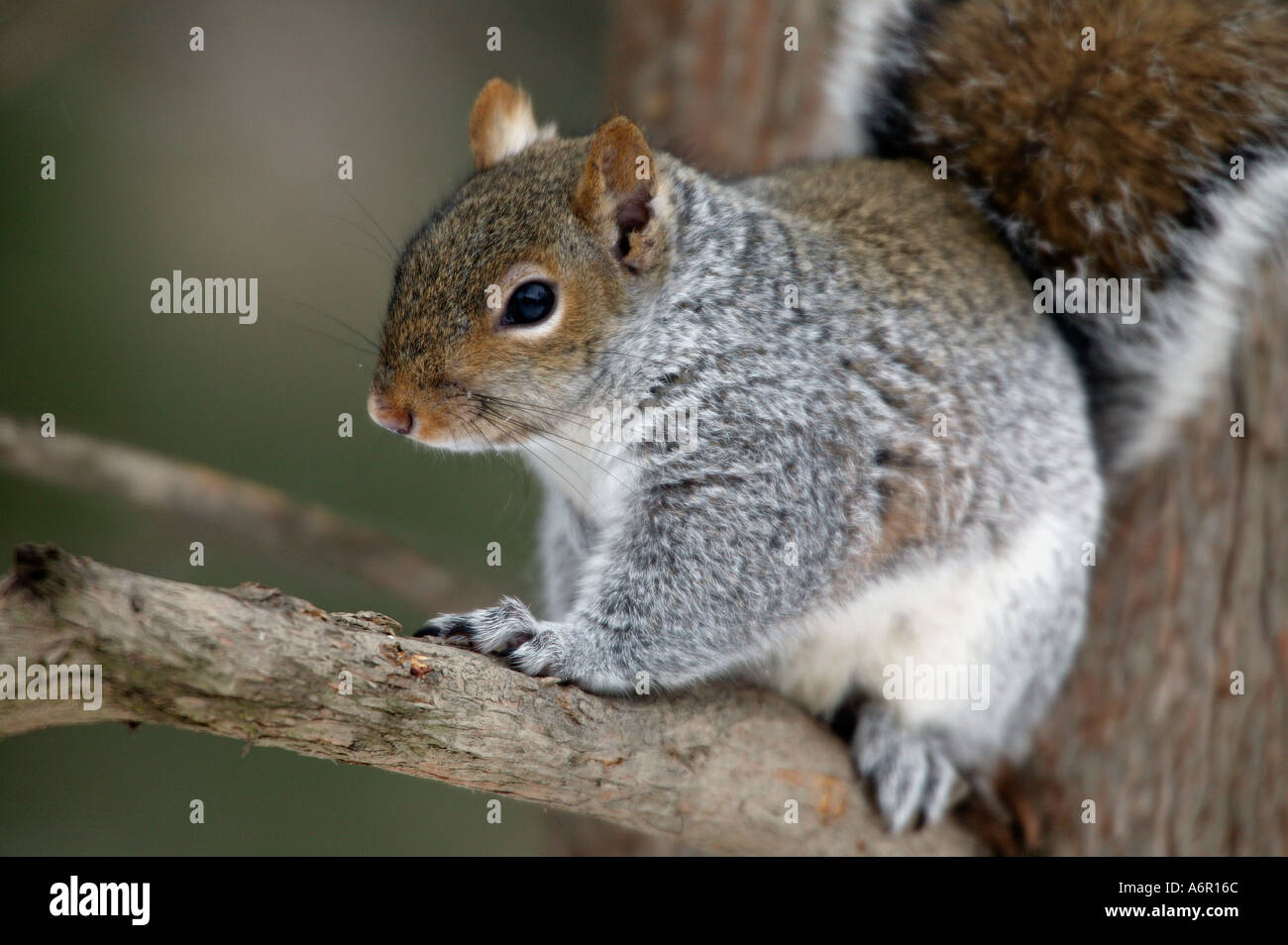 Gray Squirrel A Common Woodland And Urban Rodent That Often Raids