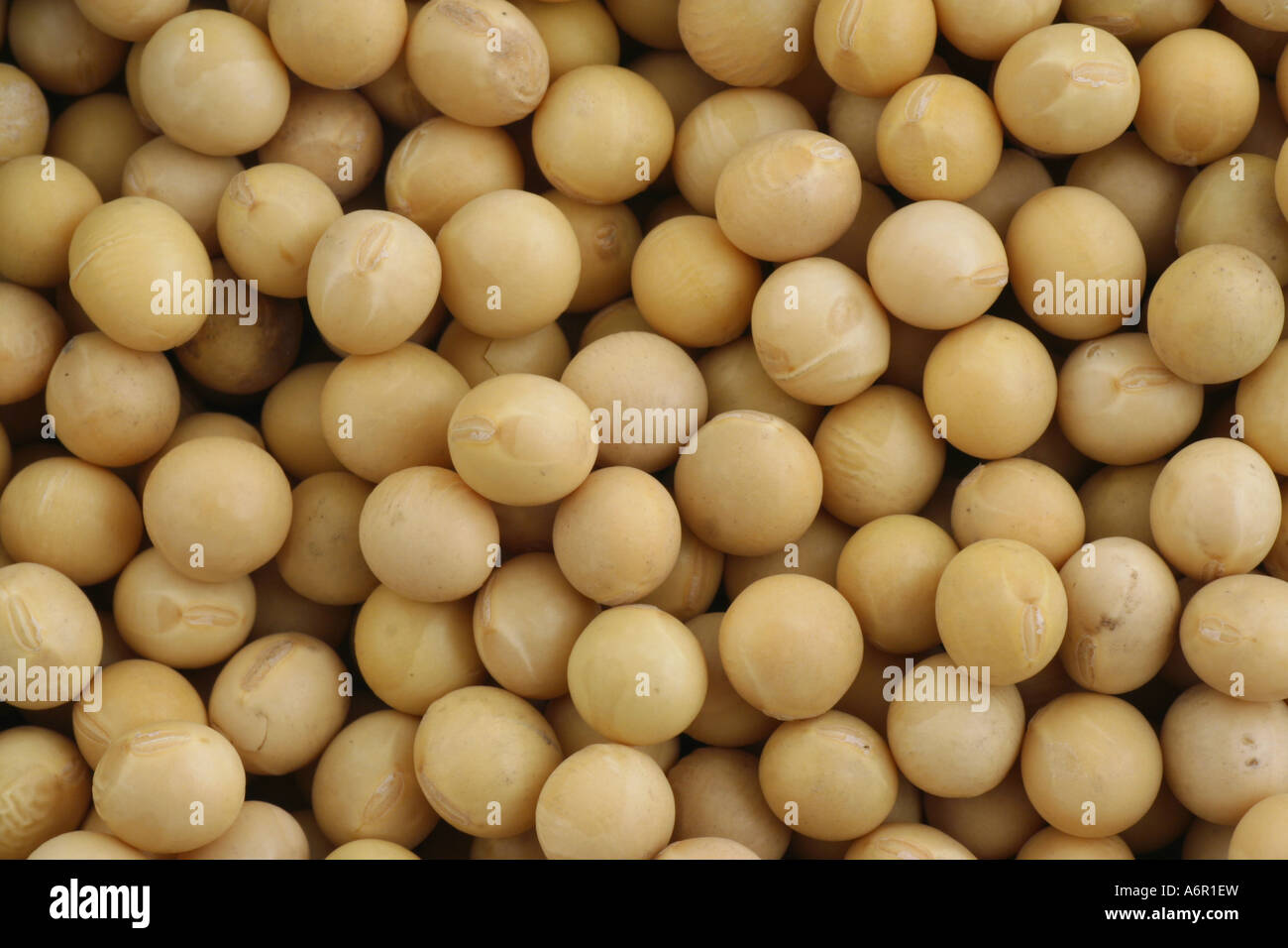 Soya beans Stock Photo