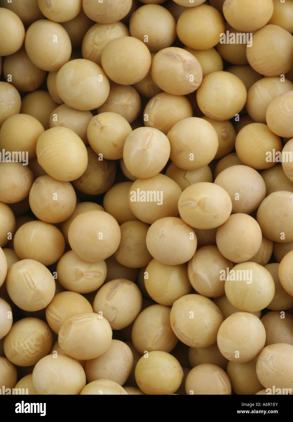 Soya beans Stock Photo
