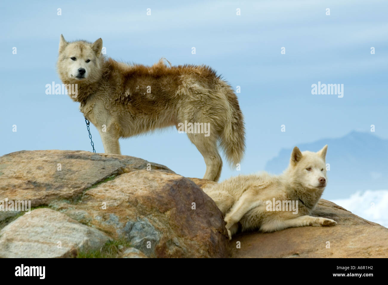Greenland Dogs or Husky, at the Inuit village of Tiniteqilâq, Sermilik Fjord, East Greenland Stock Photo