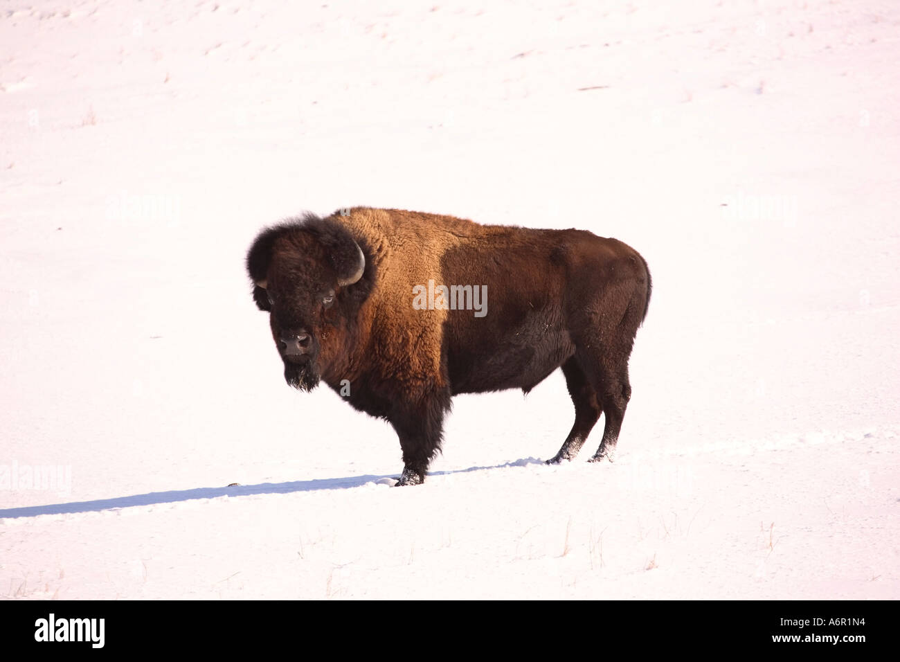Male American Bison in a snow covered field Stock Photo - Alamy
