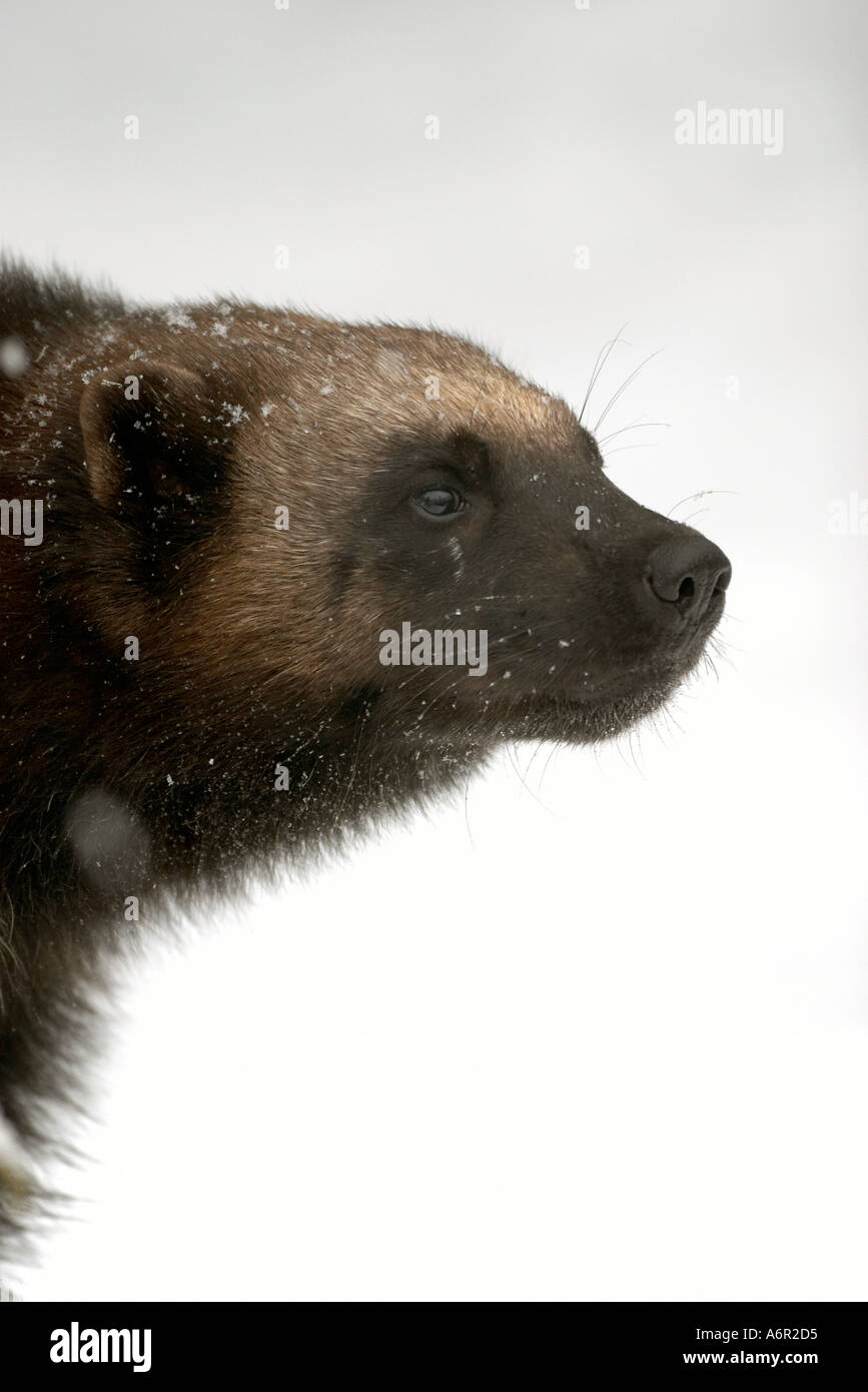 Wolverine Gulo luscus in snow Stock Photo