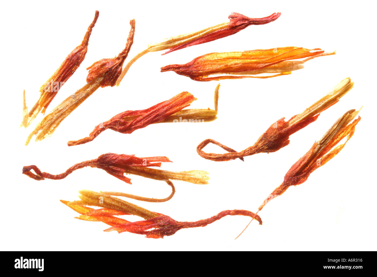 Suffon SAFFRON fibre MACRO foto suffon sufon Stock Photo - Alamy