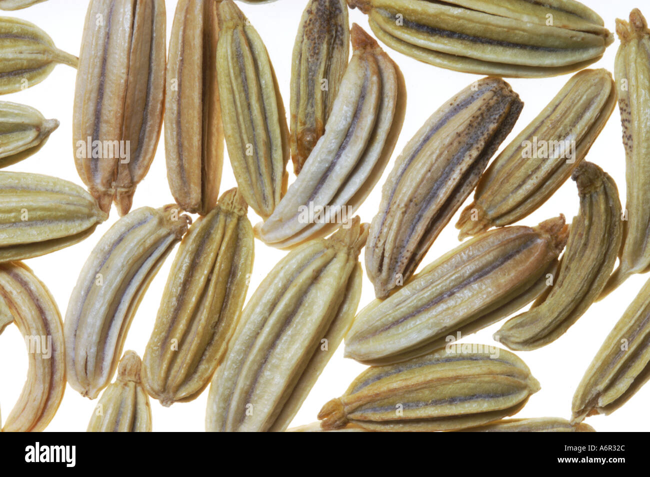 Fennel seeds cutout hires stock photography and images Alamy