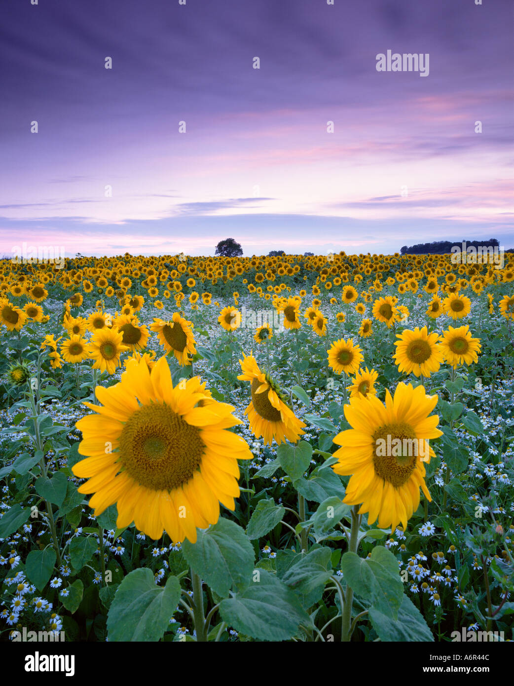 Sunflowers at sunset Stock Photo